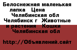 Белоснежная маленькая лапка › Цена ­ 4 000 - Челябинская обл., Челябинск г. Животные и растения » Кошки   . Челябинская обл.